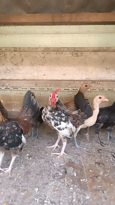 Продам карликовые кур.