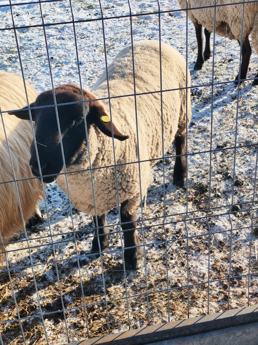 Berbec sufoc cu origine