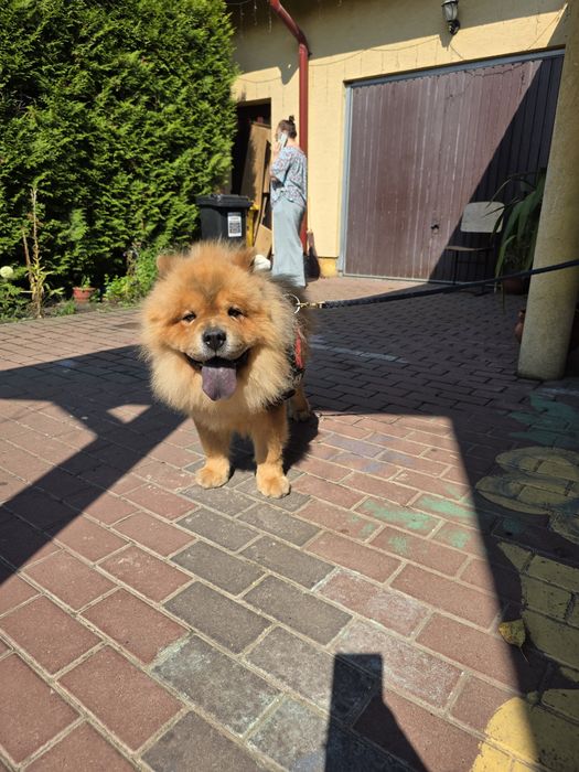 Chow Chow  3 luni