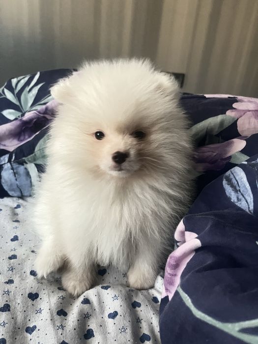 Померан мъжки бял