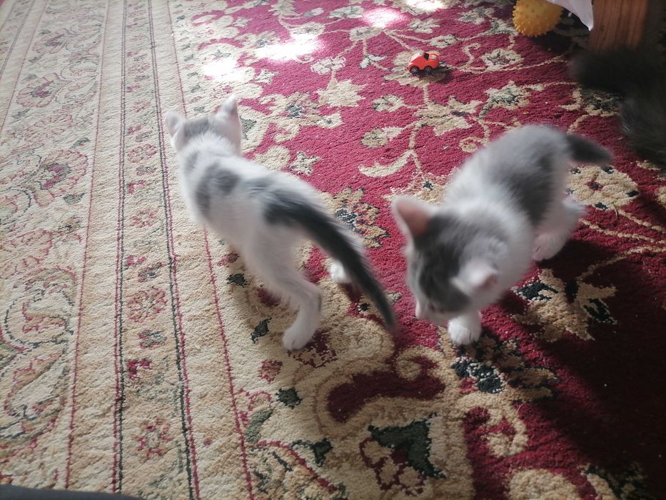 2 котики и их мать, бесплатно