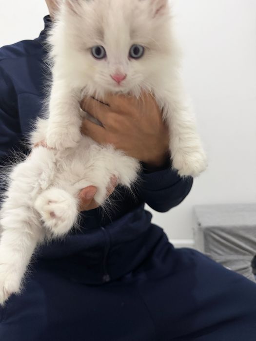 Regdoll aralashgan haylander