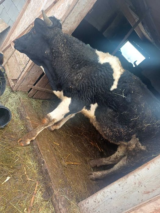 Taur  si o vaca de vânzare