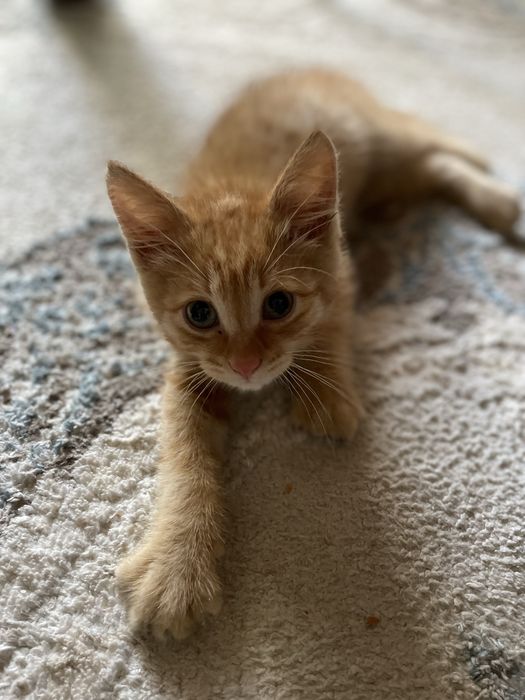 Котенок | Кошка | Мальчик котенок