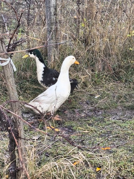 Vând rate românești