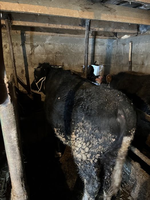 5 бас бычок 690 000