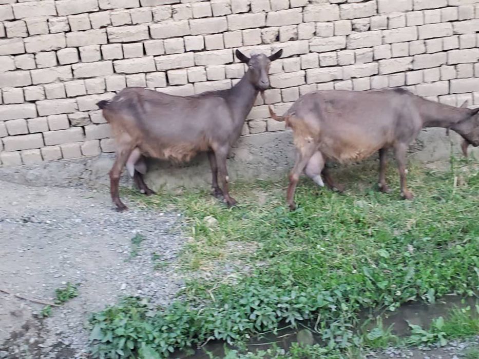 Така сотилади ота онаси сутли ления