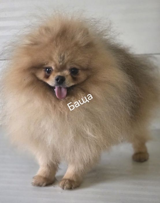 Померан  Померан