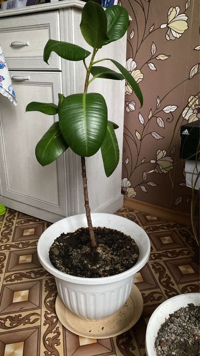 Фикус каучуконосный (резиновое дерево)