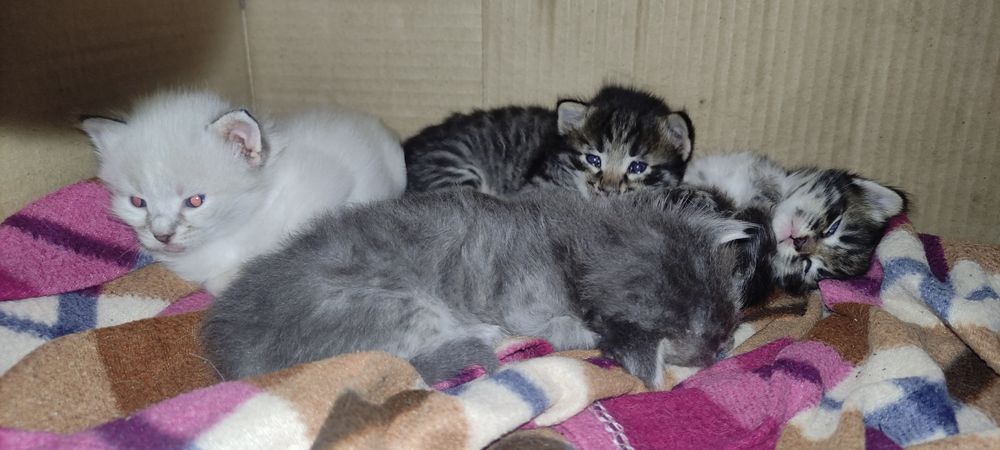 Милые котятки в добрые руки