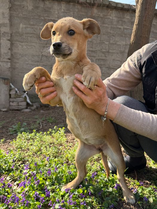 Щенки в добрые руки