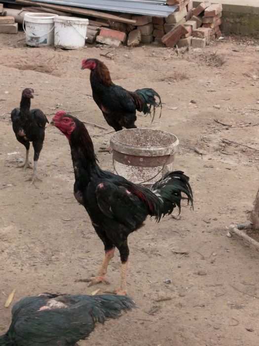 Дакан тауық сатылады