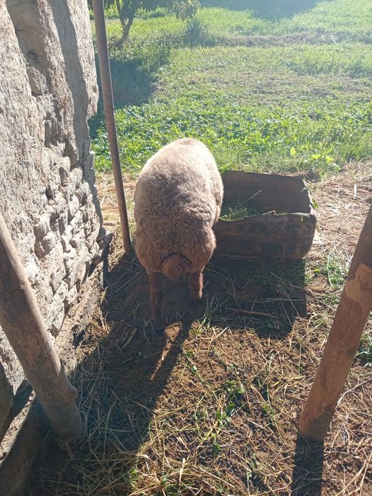 BUQA va qo'y sotiladi