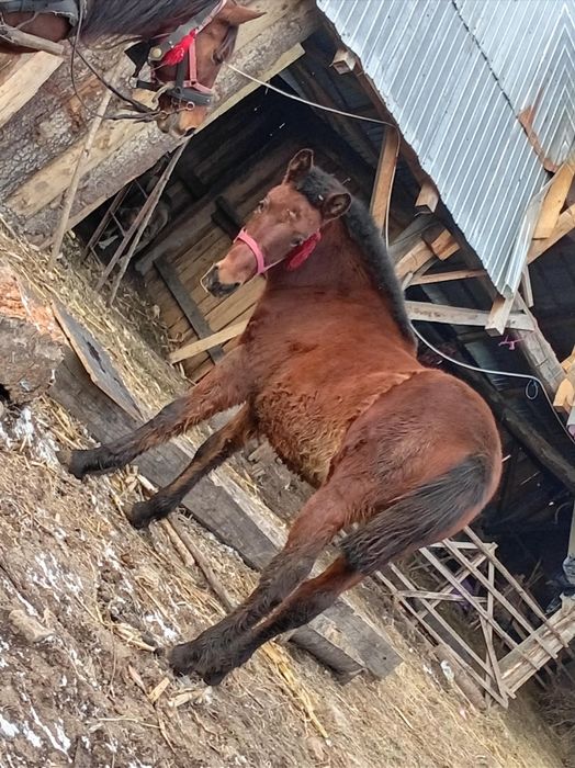Iapa cu mânză de vânzare