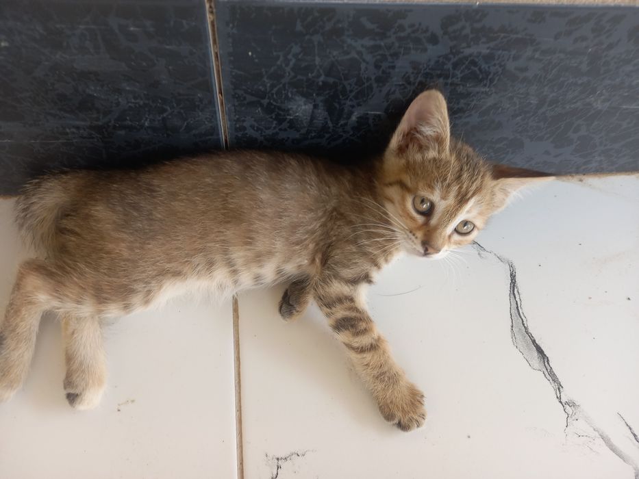 Котенок Мушукча яхши кулларга
