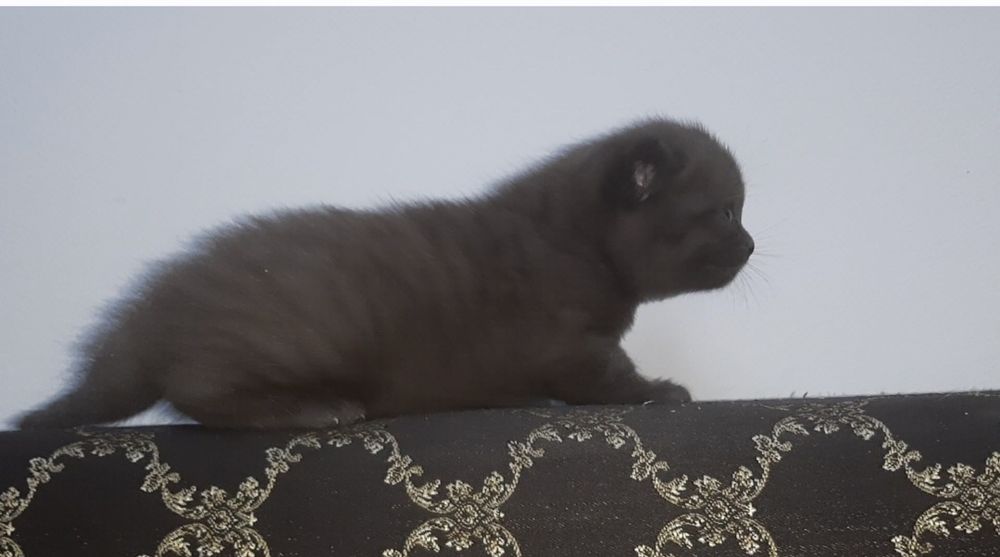 Продам шотландских котят
