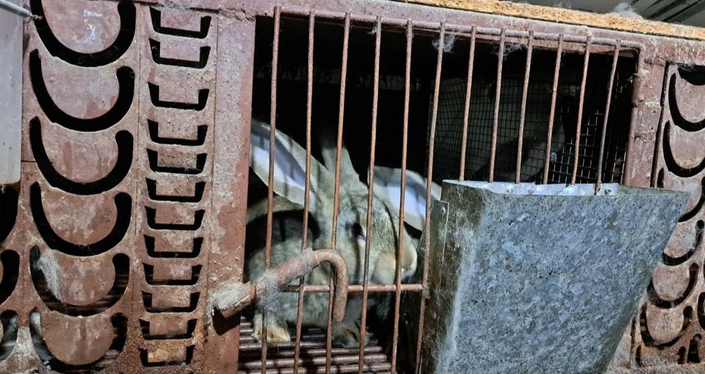 Зайци заек зайчета Фландър