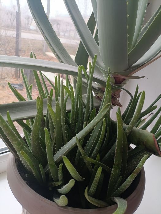 Алое Вера лечебный