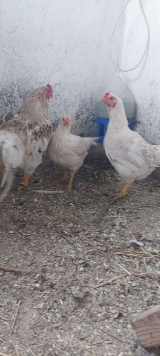 Disponibile gaini și cocos combatant indian