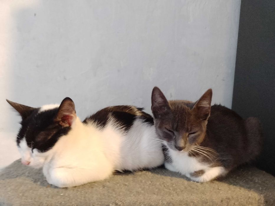 Подаряват се котенца