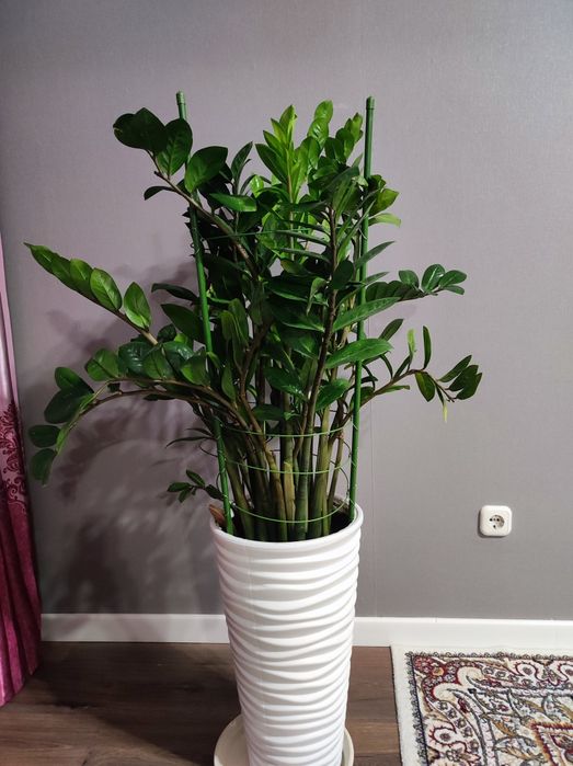 Долларовое дерево