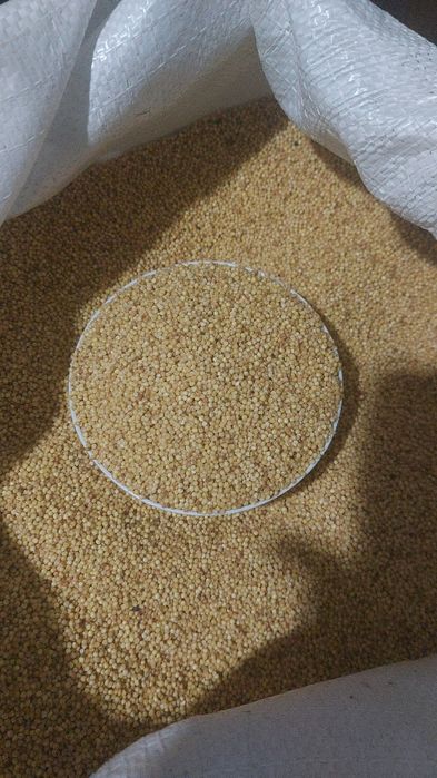 Сөк және талқан тәтті