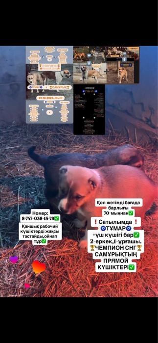 Чемпион СНГ Самұрықтың күшіктері.