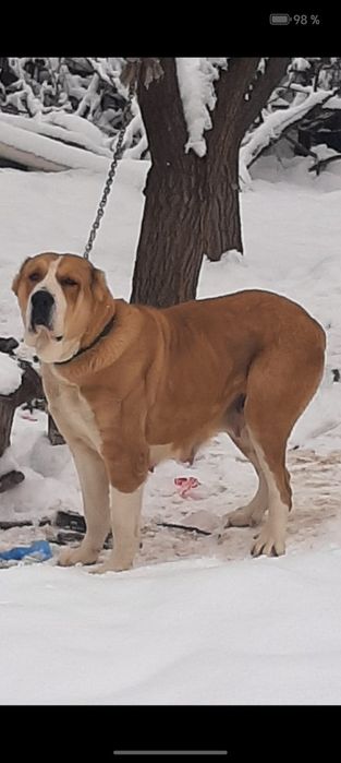 Алабай күшіктер 3-ұрғашы тяж