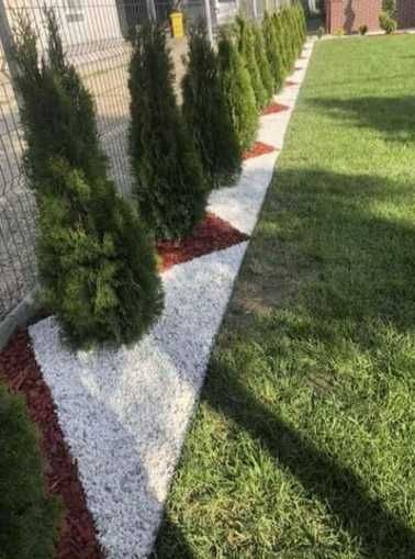 Tuia Smarald , Leilandy Plante Ornamentale