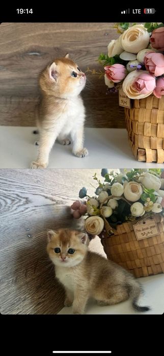 Бронь Котята Шиншиллы