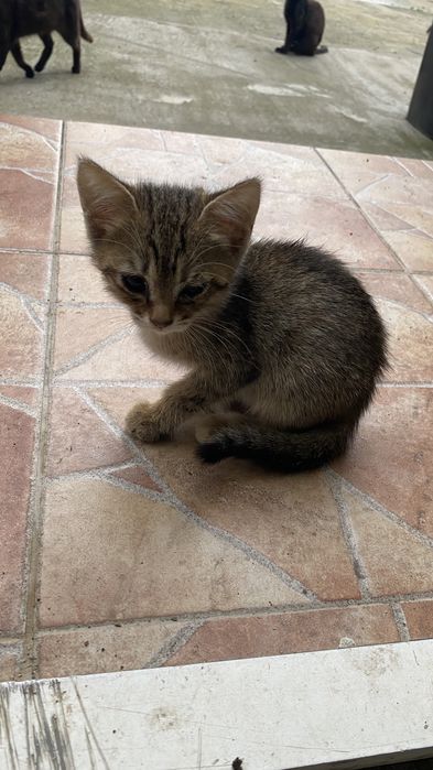 Ofer spre adoptie