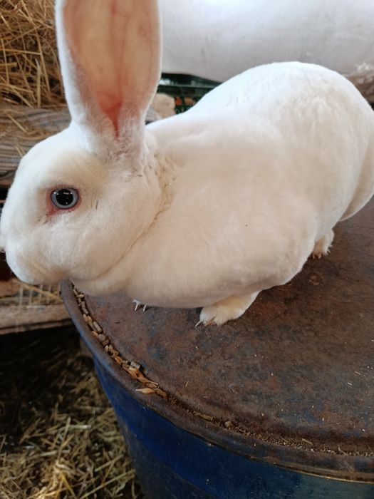 Iepuri Rex alb cu ochi albaștri