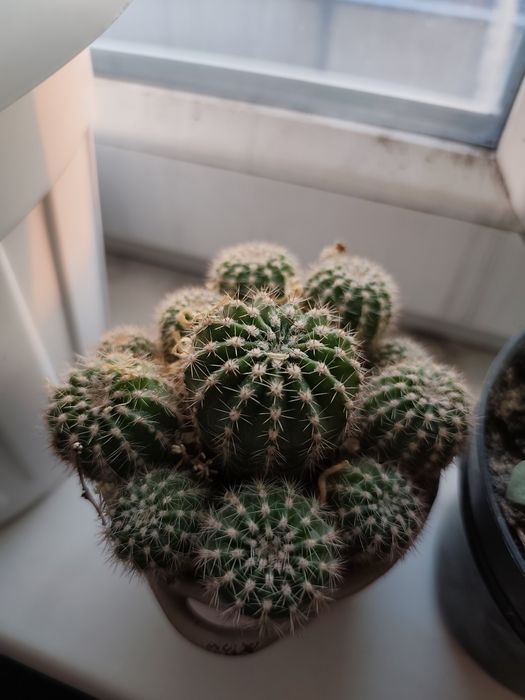 Кактусы,детки суккулентов на доращивание.