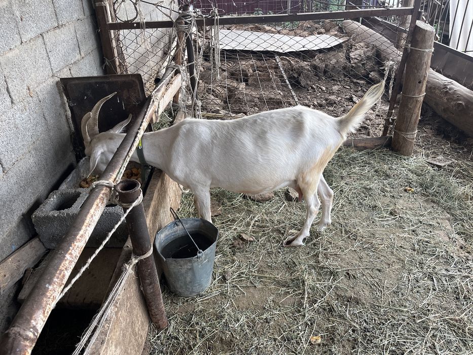 Продам дойнный коза …