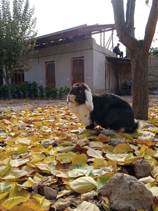 Baran quyon fransuzki