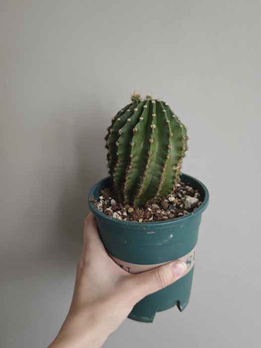 Сансиеверия, филодендрон, кактус, эпипремнум