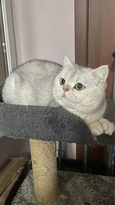 Вязка  кот шиншила