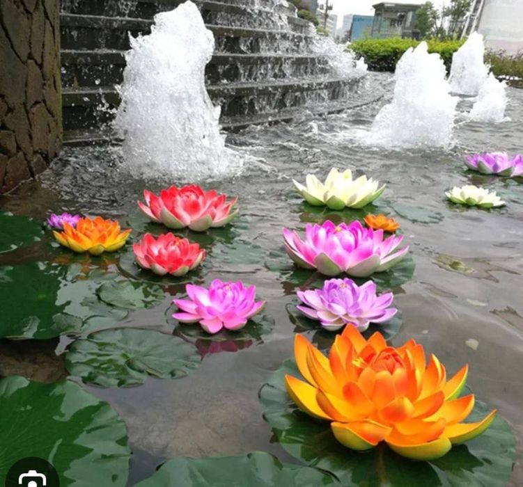 Семена лотоса,  нилуфар гул