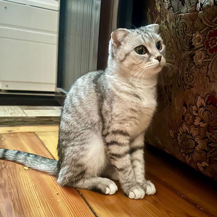 Кошка вислоухая (Бэлла)