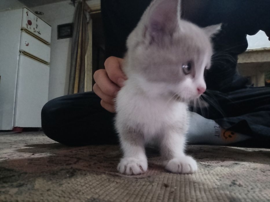 Отдам котят в добрые руки!!