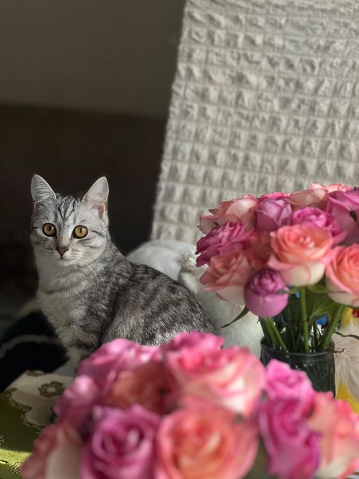 Отдам даром кошку.