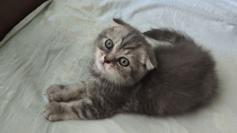 Шотландские котята