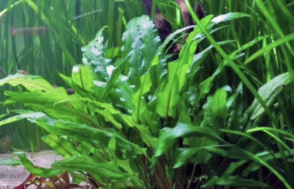 Продам аквариумные растения