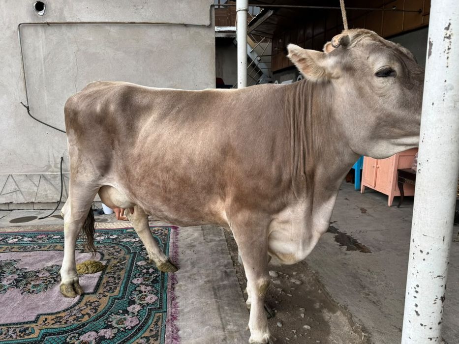 Продам карову алатау