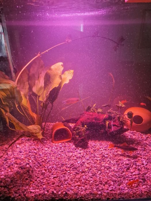 Фито лампа  100 ват .