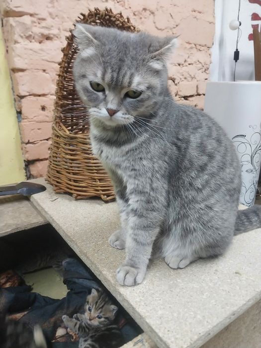 Продам котят порода британец