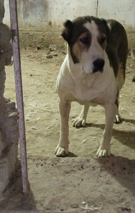 Alabay sotiladi qiziqanlaga