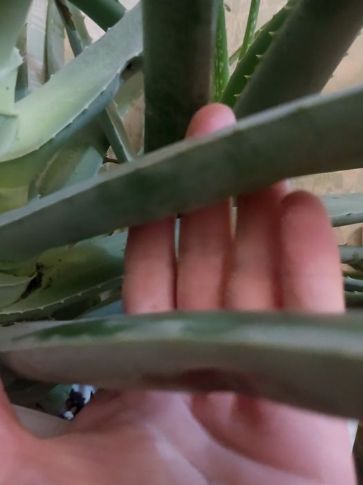 Лечебное алоэ чисто символически