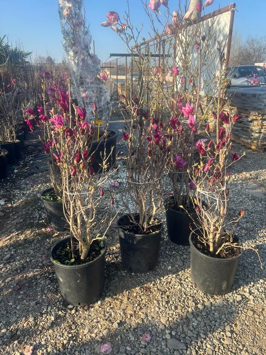 Stoc nou de plante ornamentale