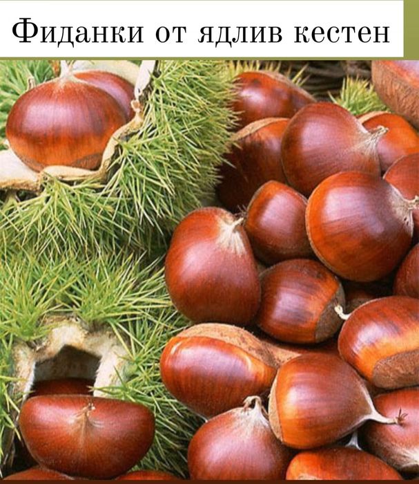 Овощни дръвчета-перфектно качество
